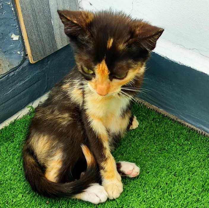 Подарявам малко шарено котенце