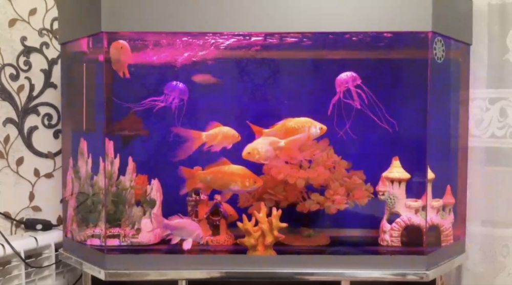 Aquvarium sotiladi srochna.