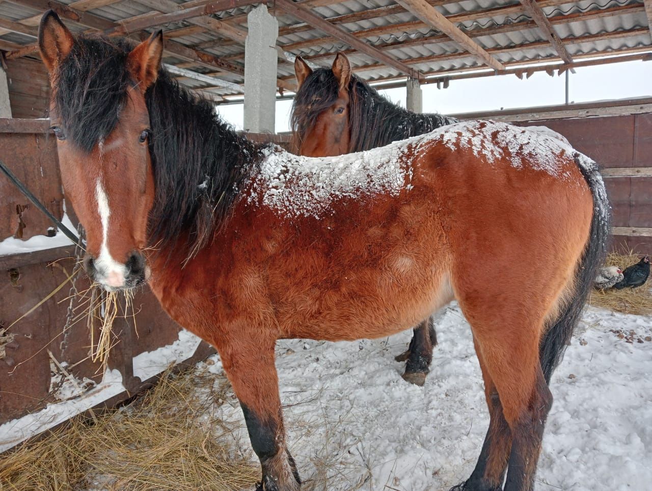 Продам жеребца и кобылу