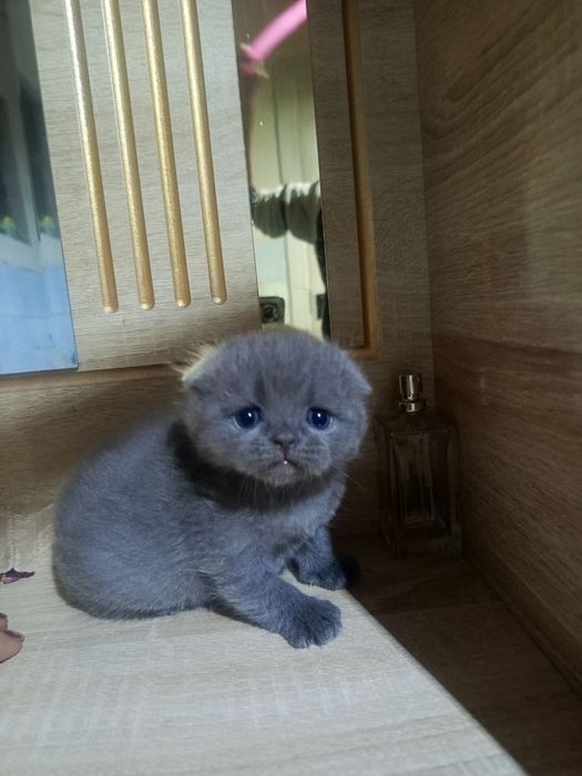 Шотландский фолд девичка и мальчик