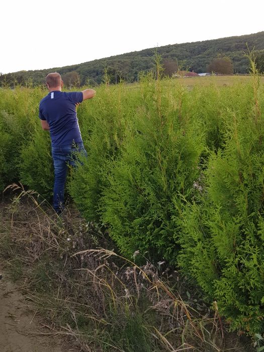 Va oferim o gama foarte mare de plante ornamentale se ofera livrare