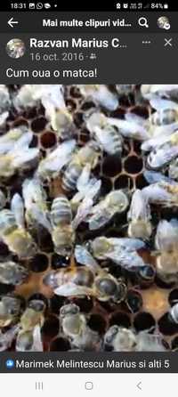 30 de stupi de albine