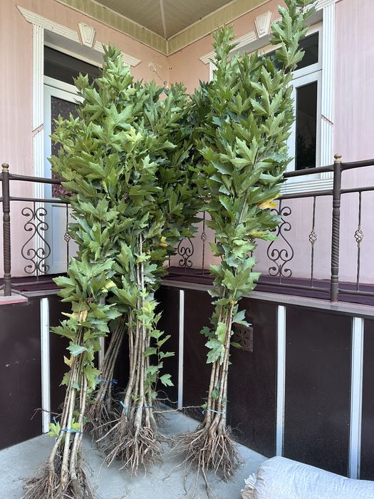 Чинор бор Chinor sotiladi