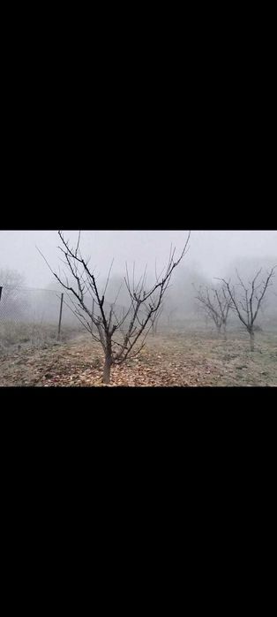 Toaletare pomi fructiferi