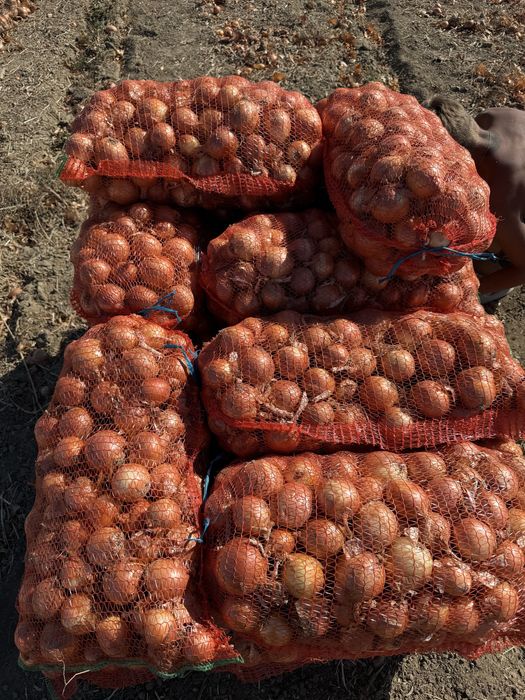 Vand ceapa si pastarnac