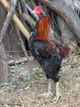 Cocos Araucana 2024