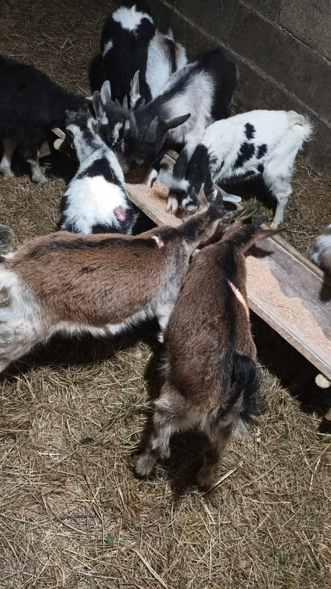 Vând Iezi foarte cuminți!!