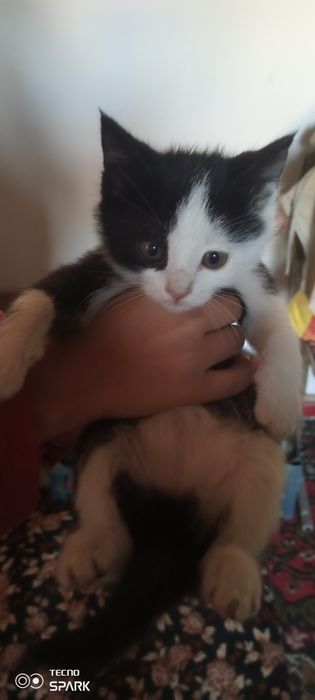 Мушук боласини бепул бераман