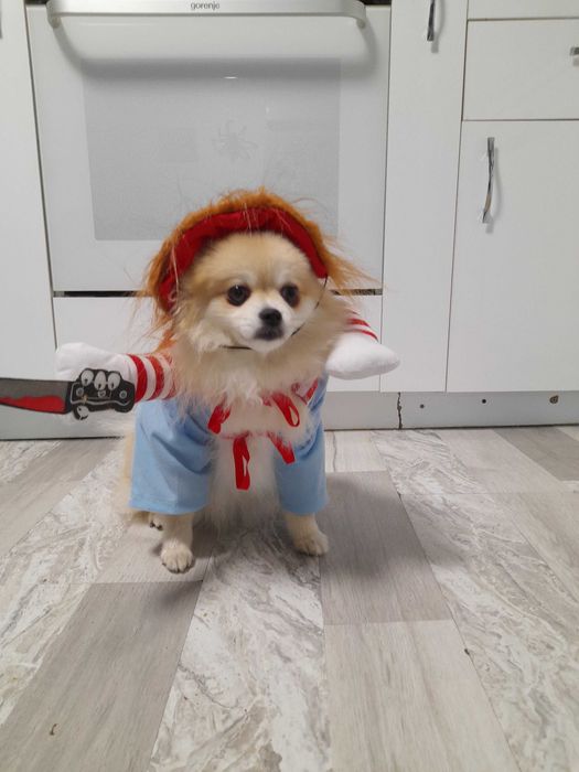Смешни Дрехи за малки кучета