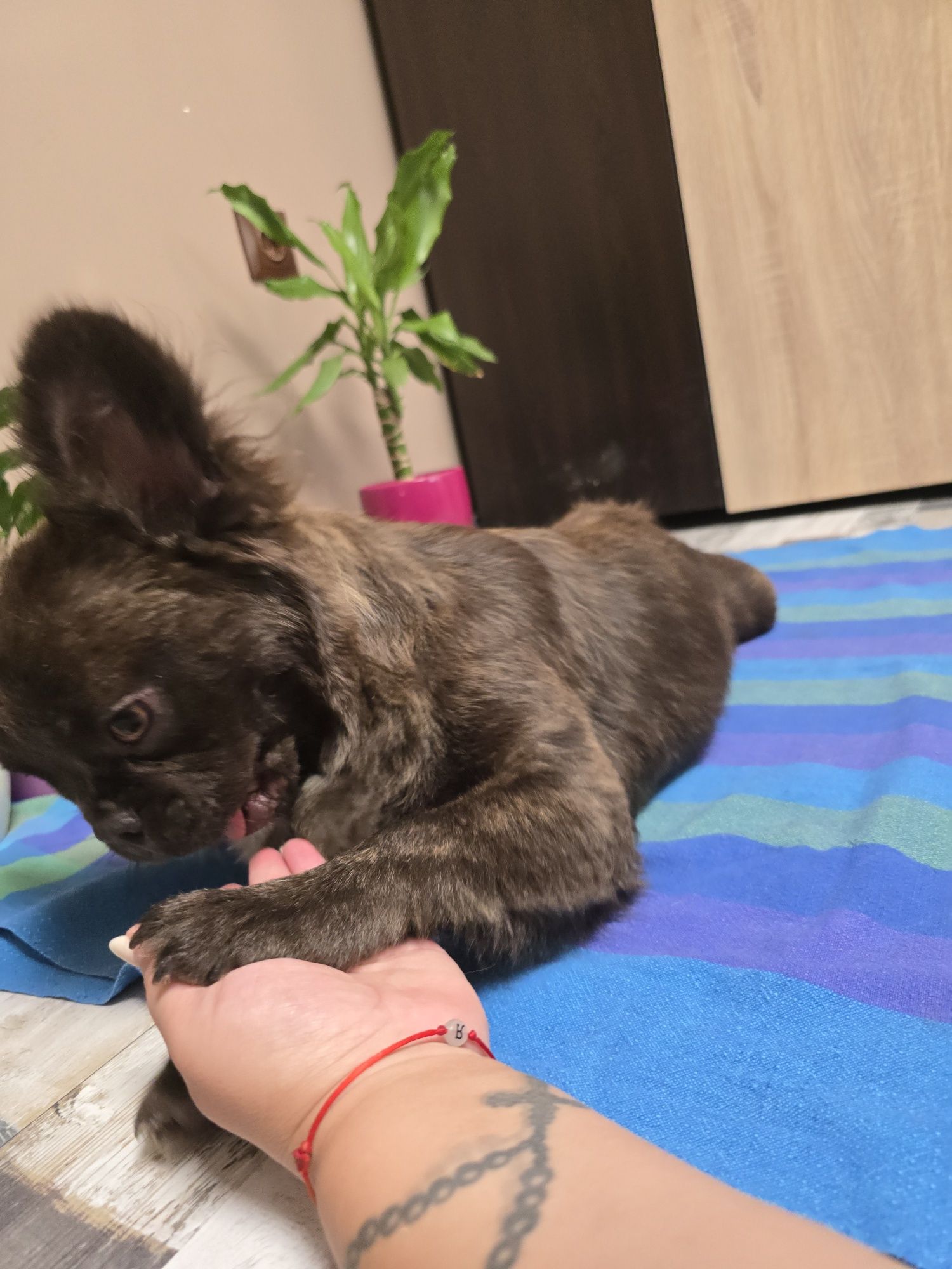 *FLUFFY* Френско Булдоче