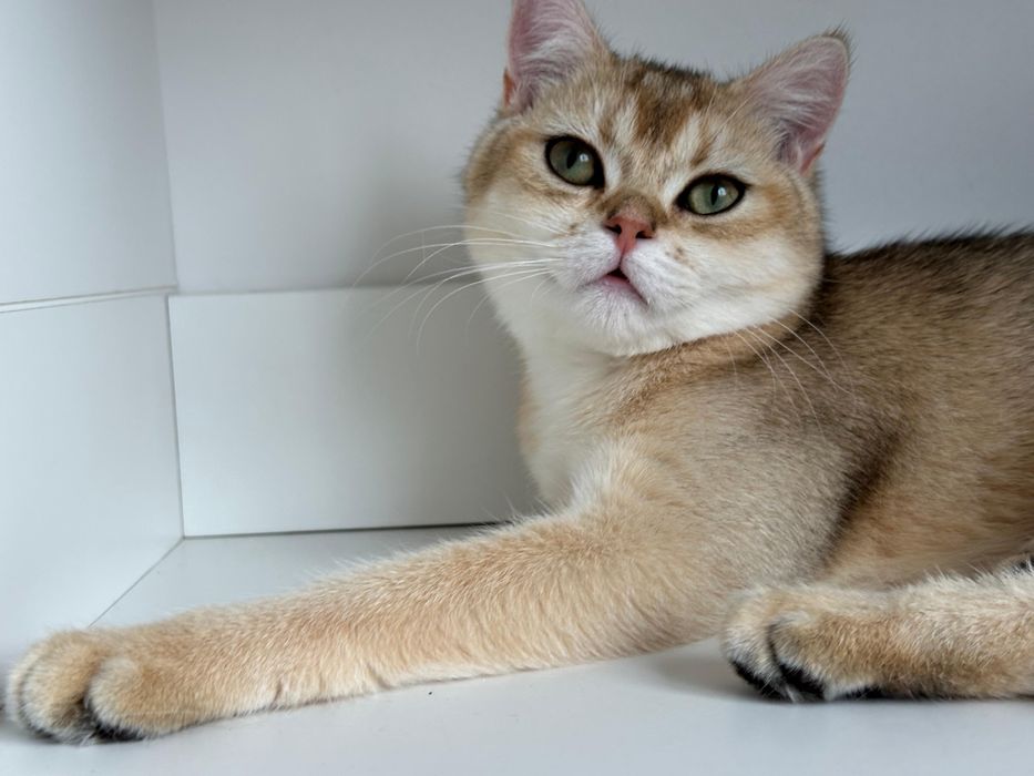 Baietel british shorthair golden  !!