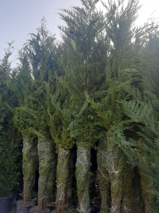 Tuia Leylandy,carpinus,magnoli,brazi,mesteacăn,platani