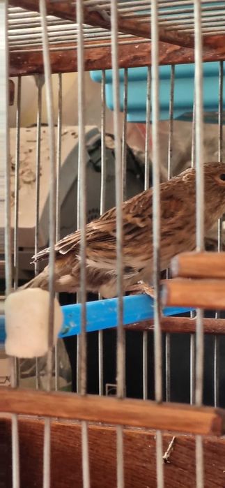 Канарейка, самец 7 мес, красное дерево от привозных, начал петь