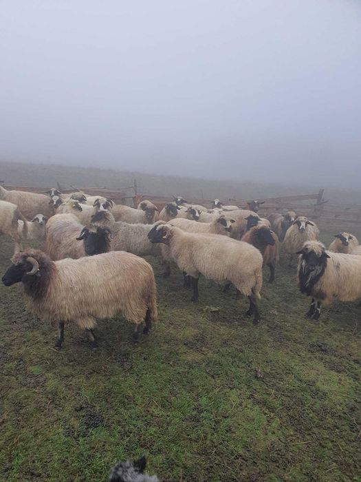 Oi breze, tinere,  de vânzare