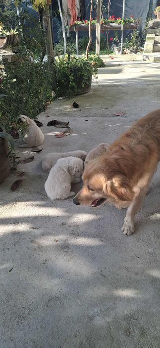 Малки голдън ретривър