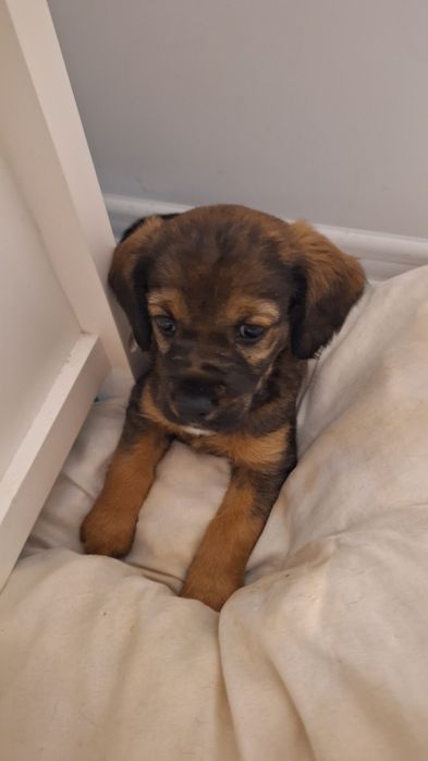 Donez catelus metis cocker spaniol