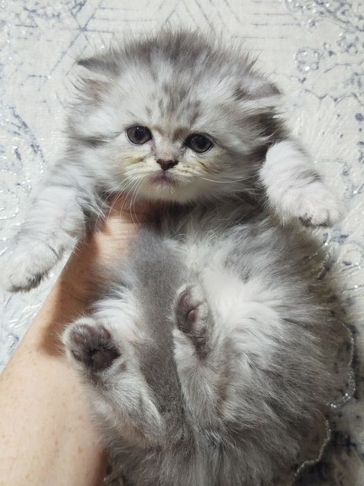 Котята британцы 1,5 месяца