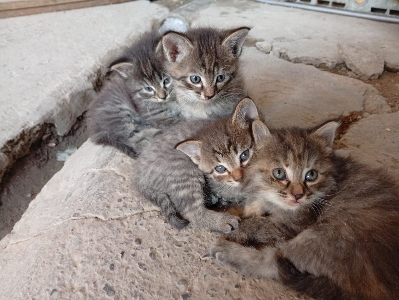 Котята бесплатно