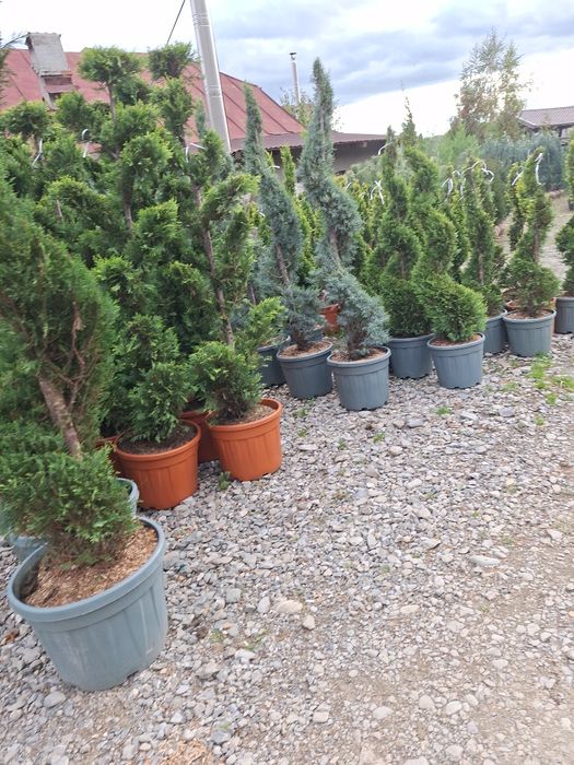 Vând plante ornamentale tuia spiral măslin palmieri mestecân  tuia  li