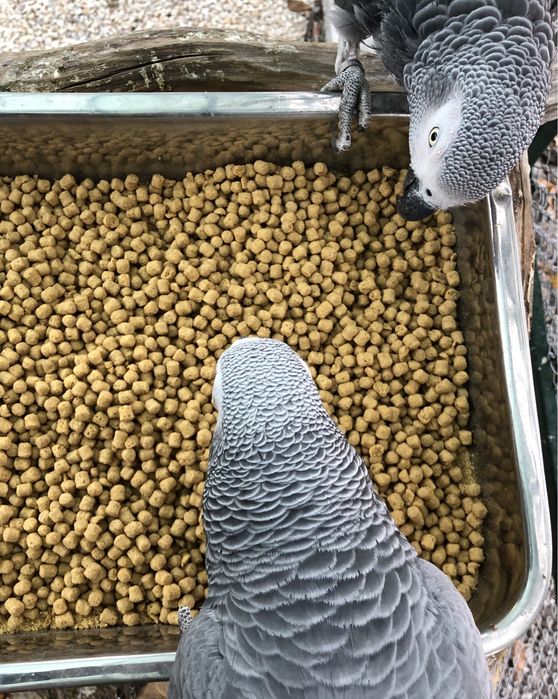 Папагали Жако-Конго