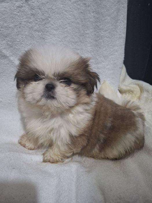 Шикарные щенки ши тцу