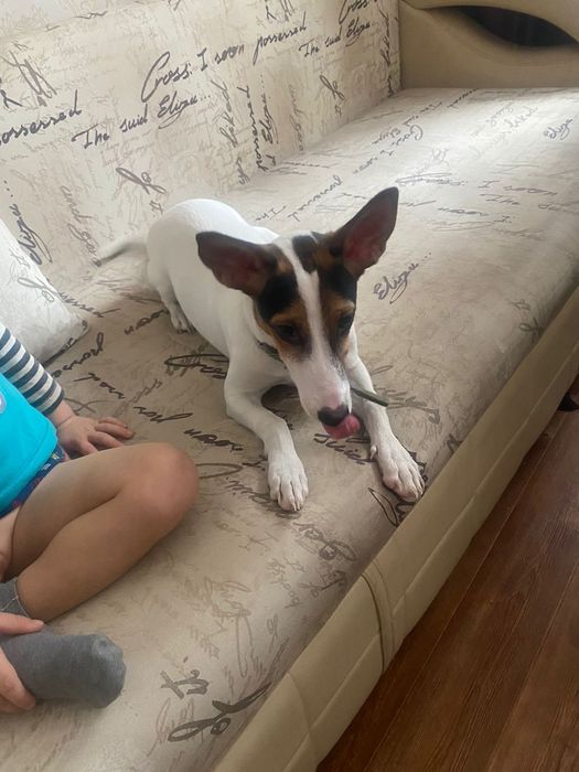 Ищу дом собачке девочке