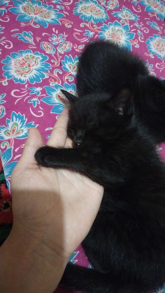 Милые котята в добрые руки