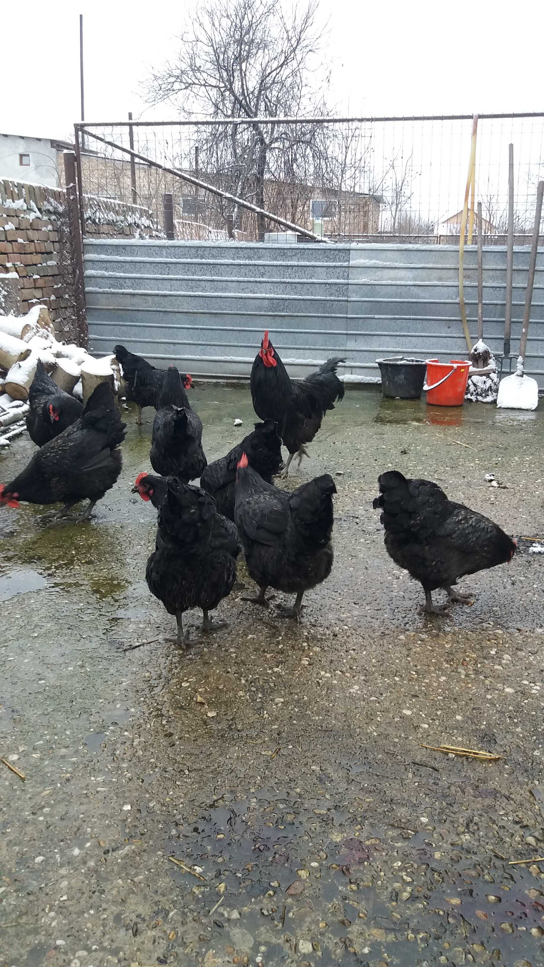 Pui de gaina, rasa Australorp