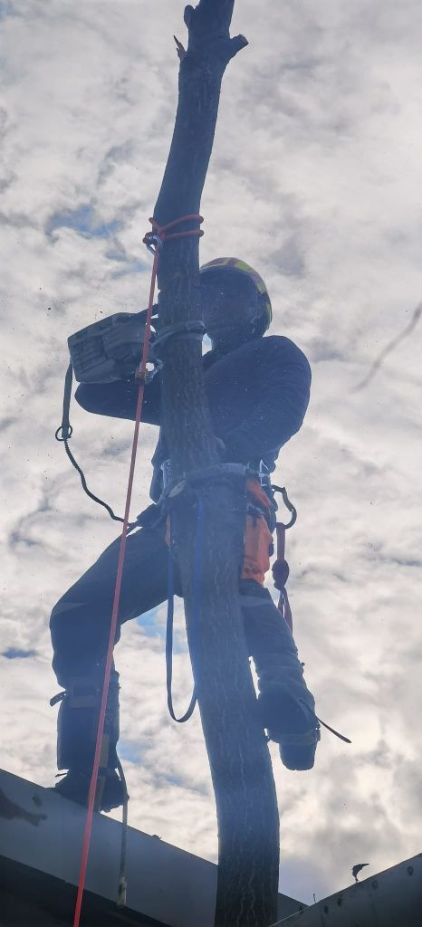 Arborist.Alpinist utilitar.Tauletari copaci. Tai lemne.