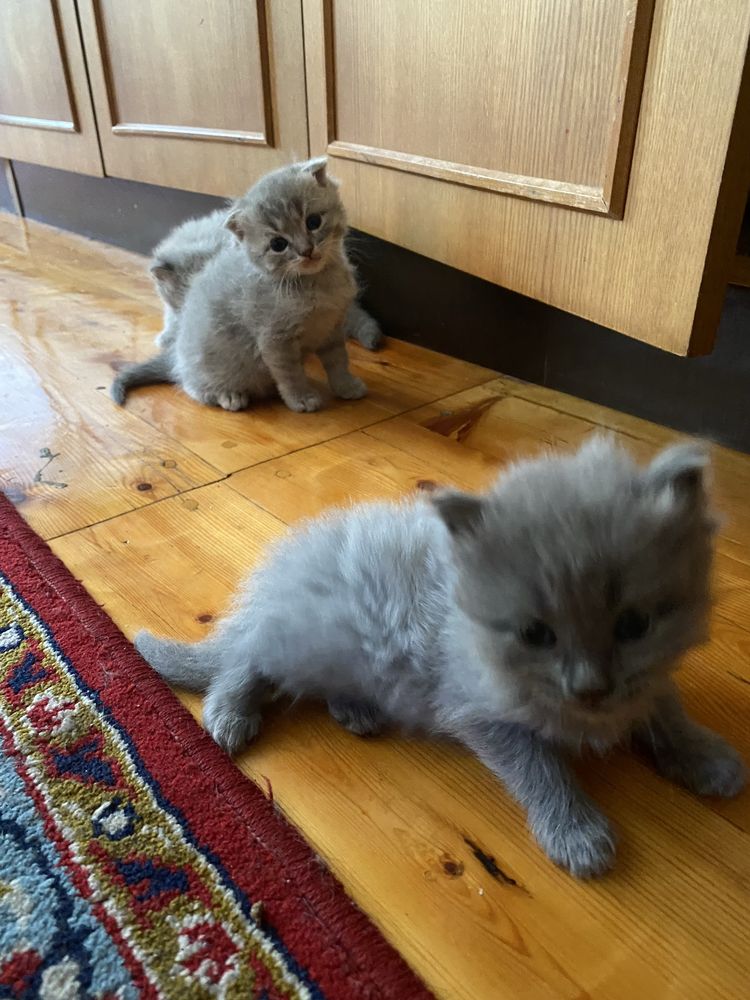 Кошка ребонки1 месяц