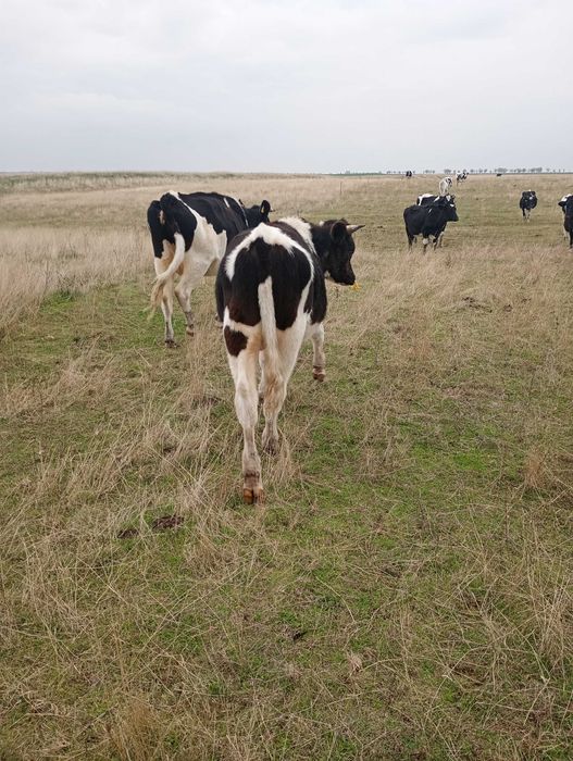 Tăurași în viu sau in carcasă
