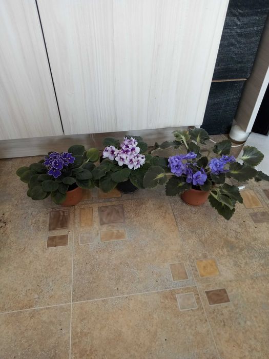 сентполии (африканска теменужка)