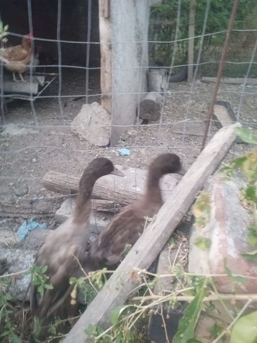 Rățoi Khaki Campbell