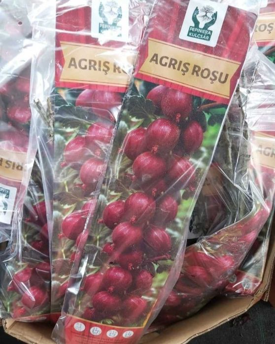 butasi de fructe de padure ambalati si etichetati