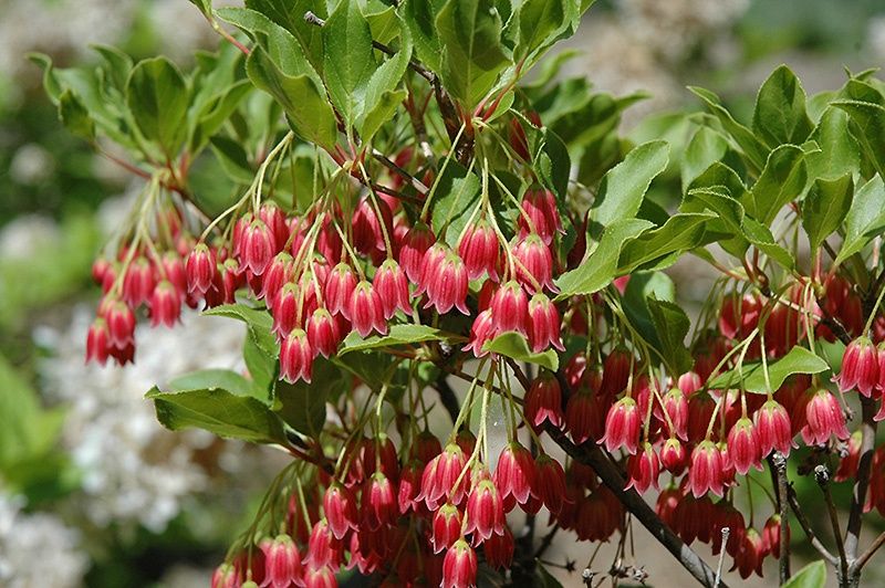 Енкиантус кампанулис/ enkianthus campanulatus