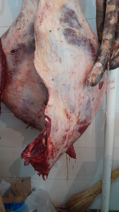 Жылкы сан ет казы ішек