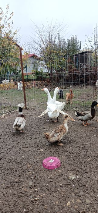 Vand/Schimb 2 gâște leșești tinere