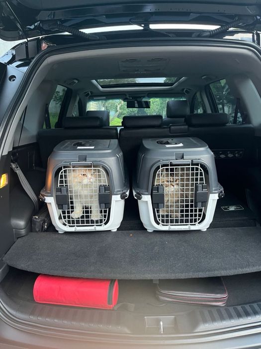 Transport catei Transport pisici Pet Taxi