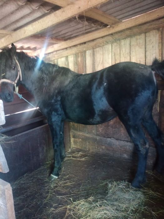 Продам согым  жирный