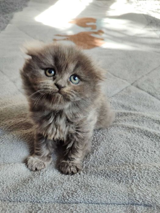 Продается котенок скоттиш фолд
