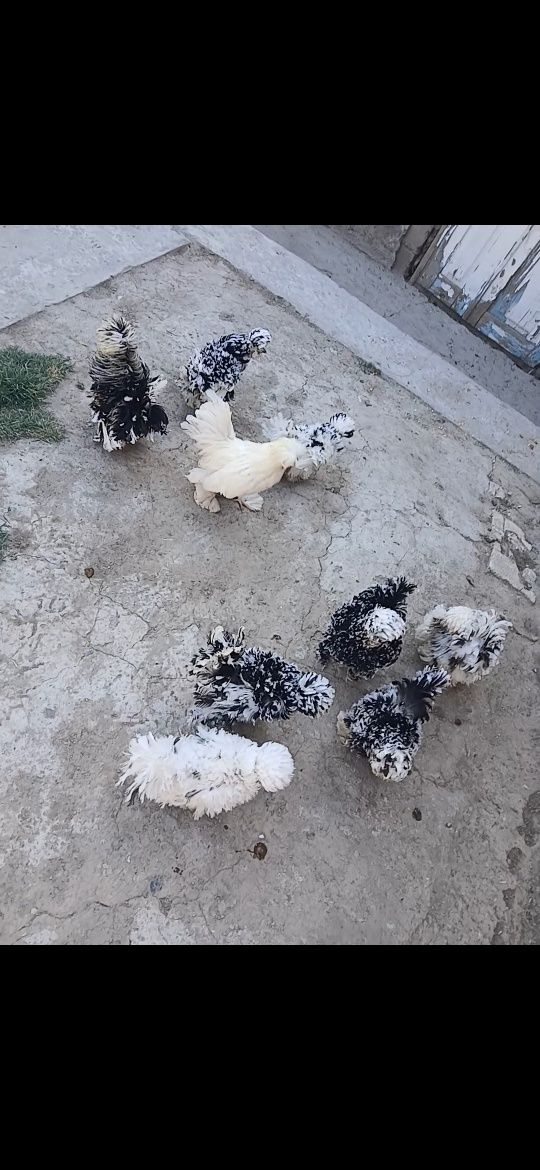 Sotladi 6 tavuxi 2 xurozi bor