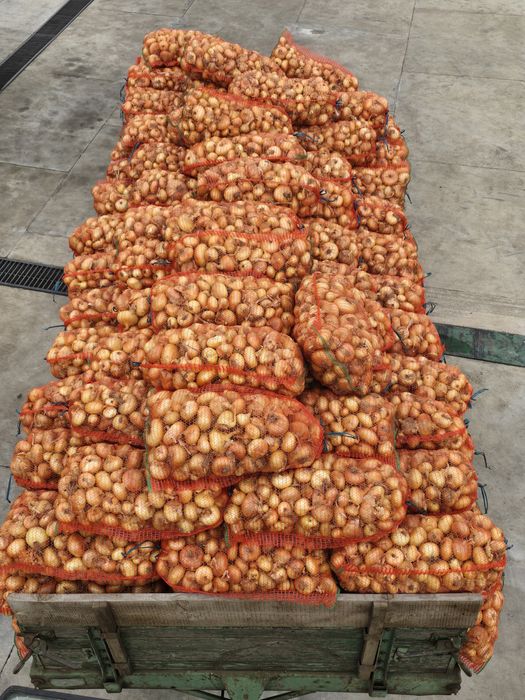 Ceapă plată Stuttgart