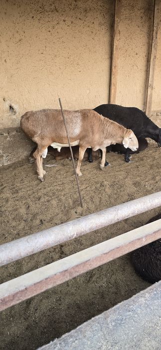 Арашан зотли йирик кочкор зот олиш учун сотилади