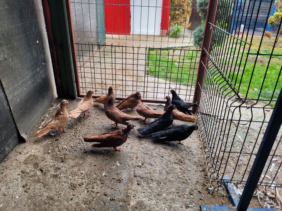 Pauni,fazani,porumbei,rate mandarine