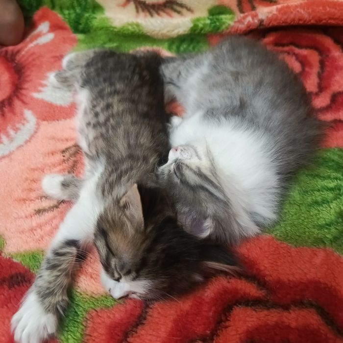 Бесплатно отдам, котята