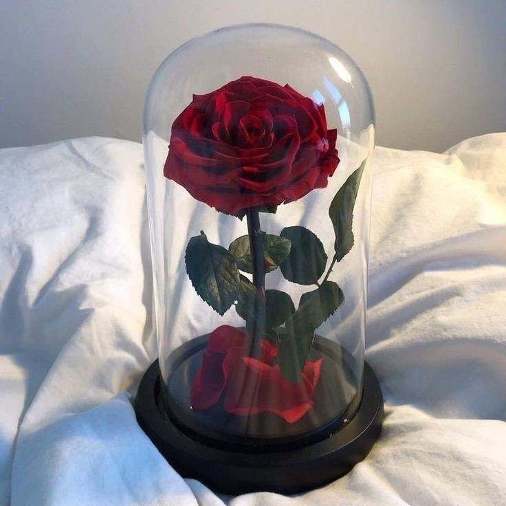 Вечно цвете Розата