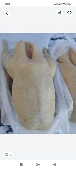 Продам мясо молодого гуся!