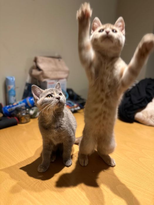 British Blue Point Британски