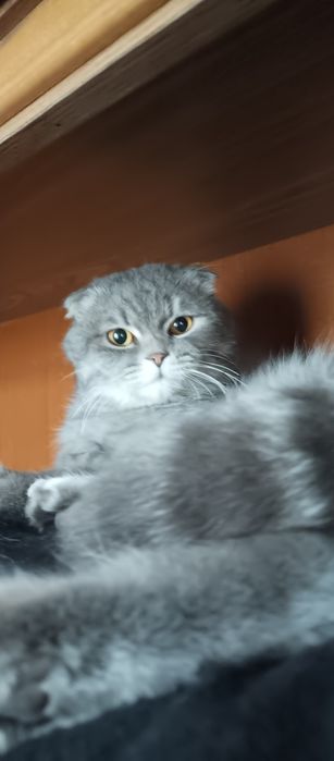 Skottish fold sotiladi erkak