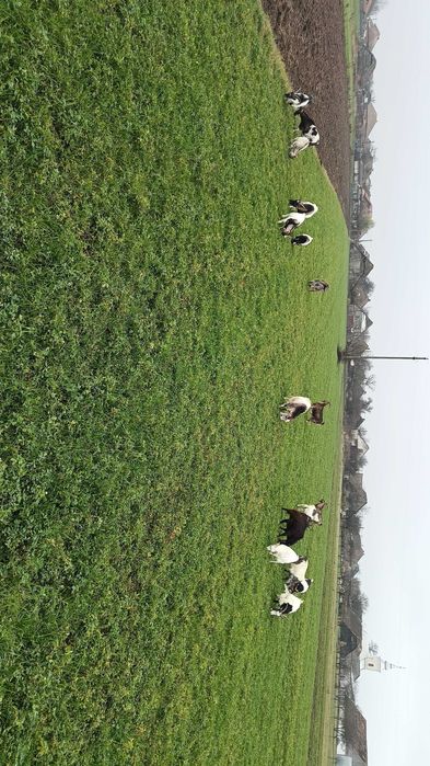 16 Capre de vânzare